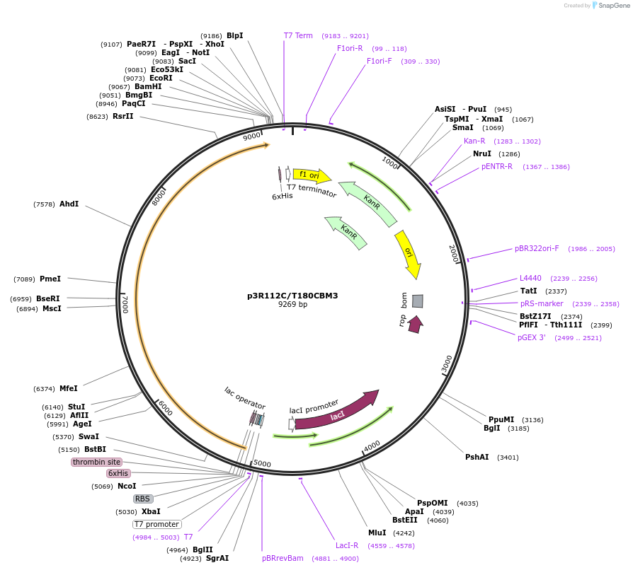 85090-plasmid-map-sequence-id-164484