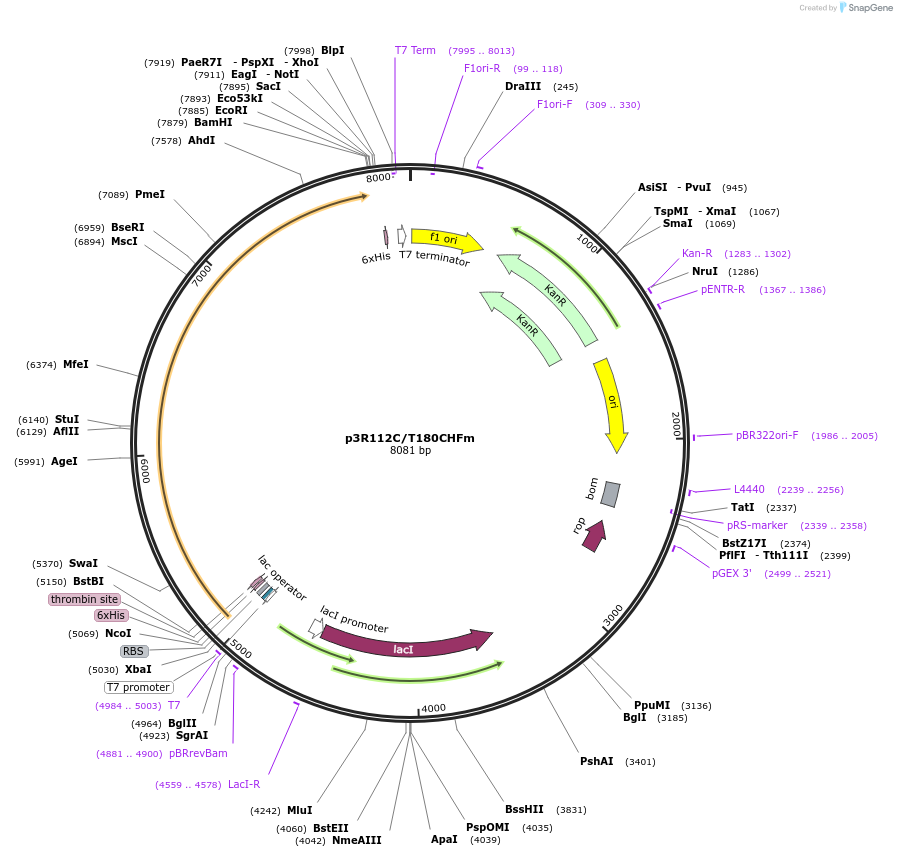 85091-plasmid-map-sequence-id-164485