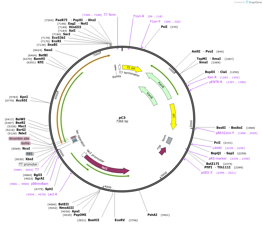 85087-plasmid-map-sequence-id-164487