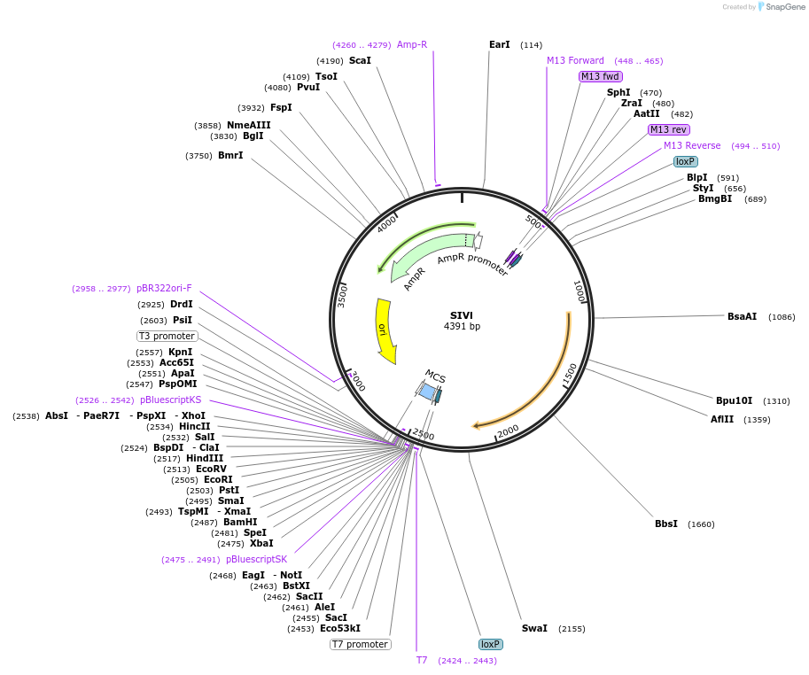 81090-plasmid-map-sequence-id-164491