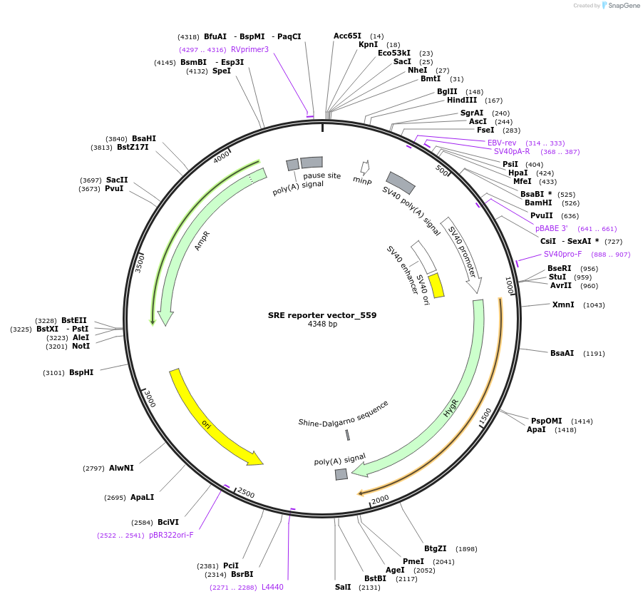 82686-plasmid-map-sequence-id-164534