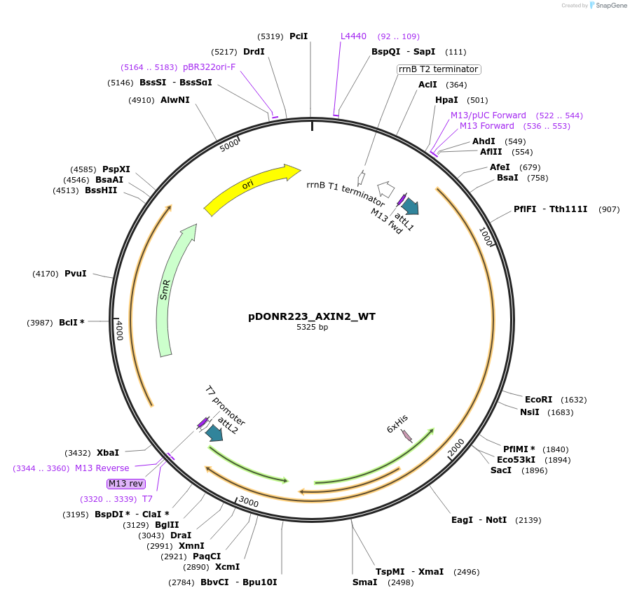 82099-plasmid-map-sequence-id-164552