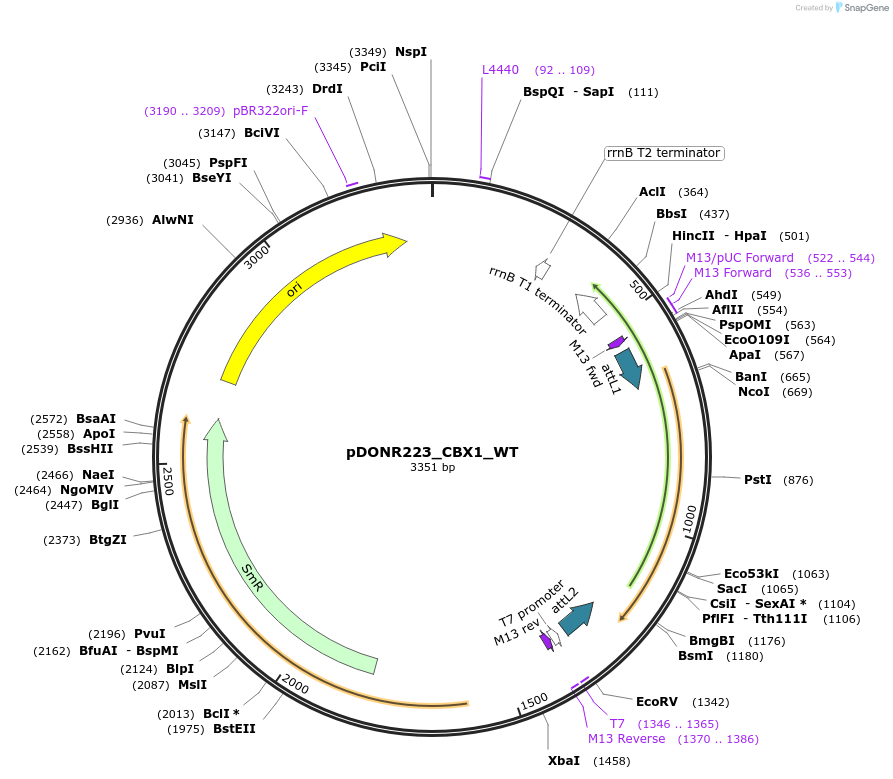 82102-plasmid-map-sequence-id-164560