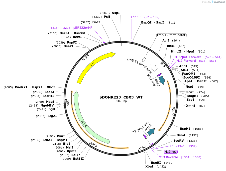 82103-plasmid-map-sequence-id-164561