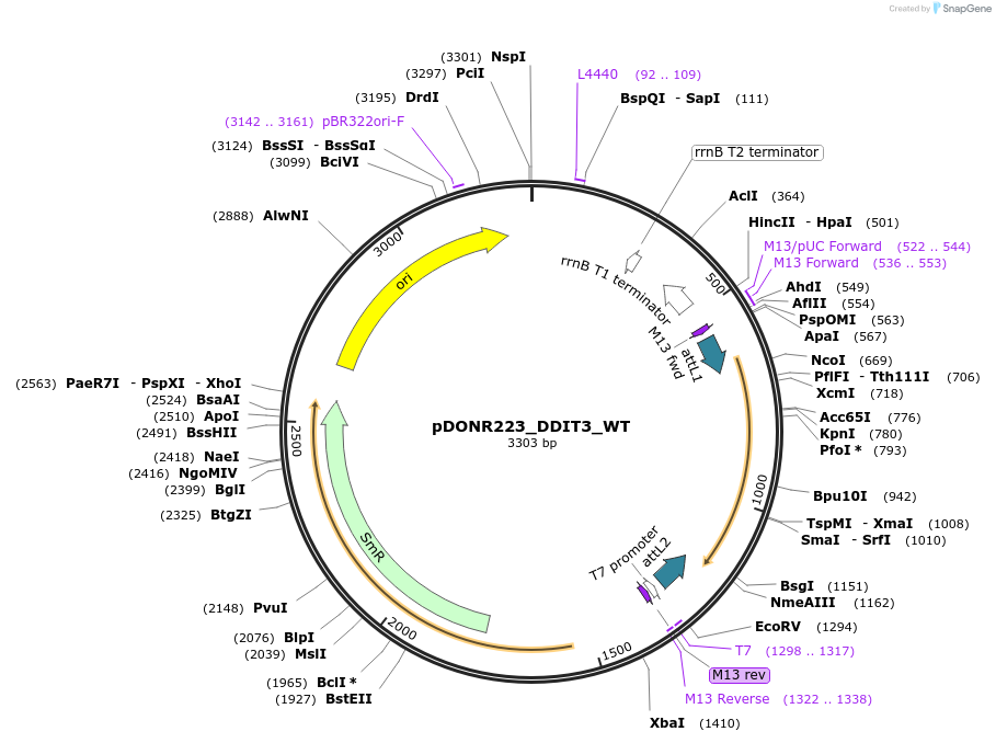 82107-plasmid-map-sequence-id-164567