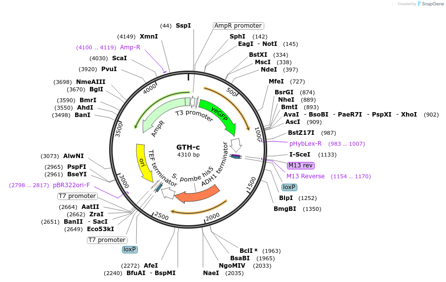 81103-plasmid-map-sequence-id-164574