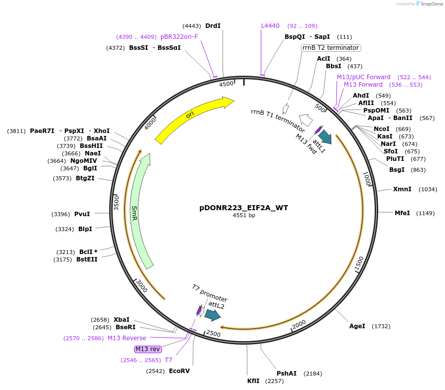 82111-plasmid-map-sequence-id-164578