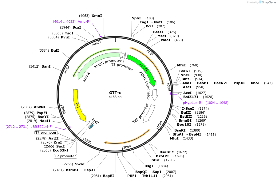 81108-plasmid-map-sequence-id-164588