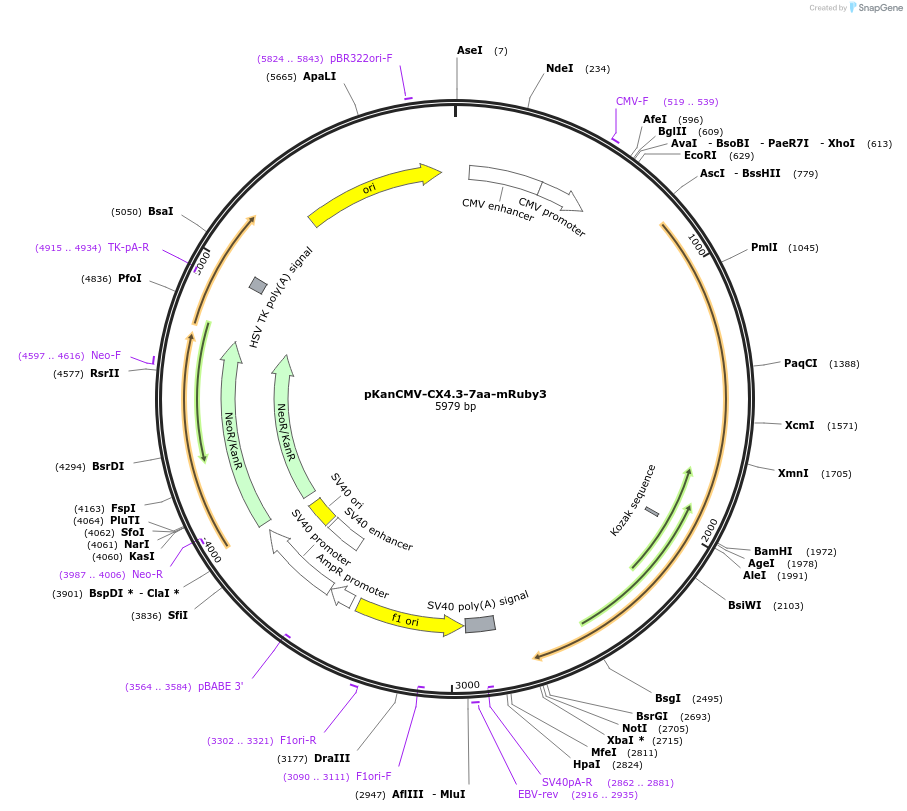 74254-plasmid-map-sequence-id-164622