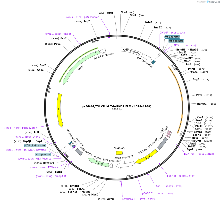 83463-plasmid-map-sequence-id-164729