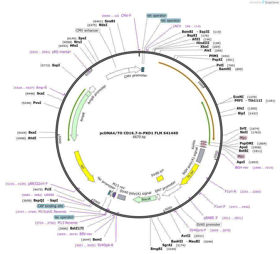 83460-plasmid-map-sequence-id-164732