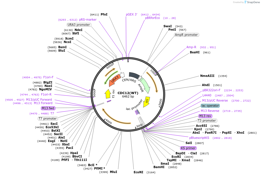 1162-plasmid-map-sequence-id-164746