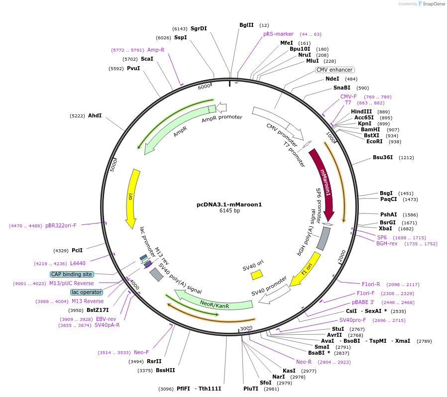 83840-plasmid-map-sequence-id-164879