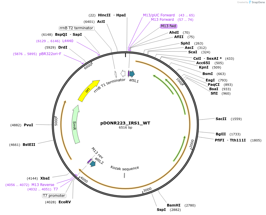 82214-plasmid-map-sequence-id-164896