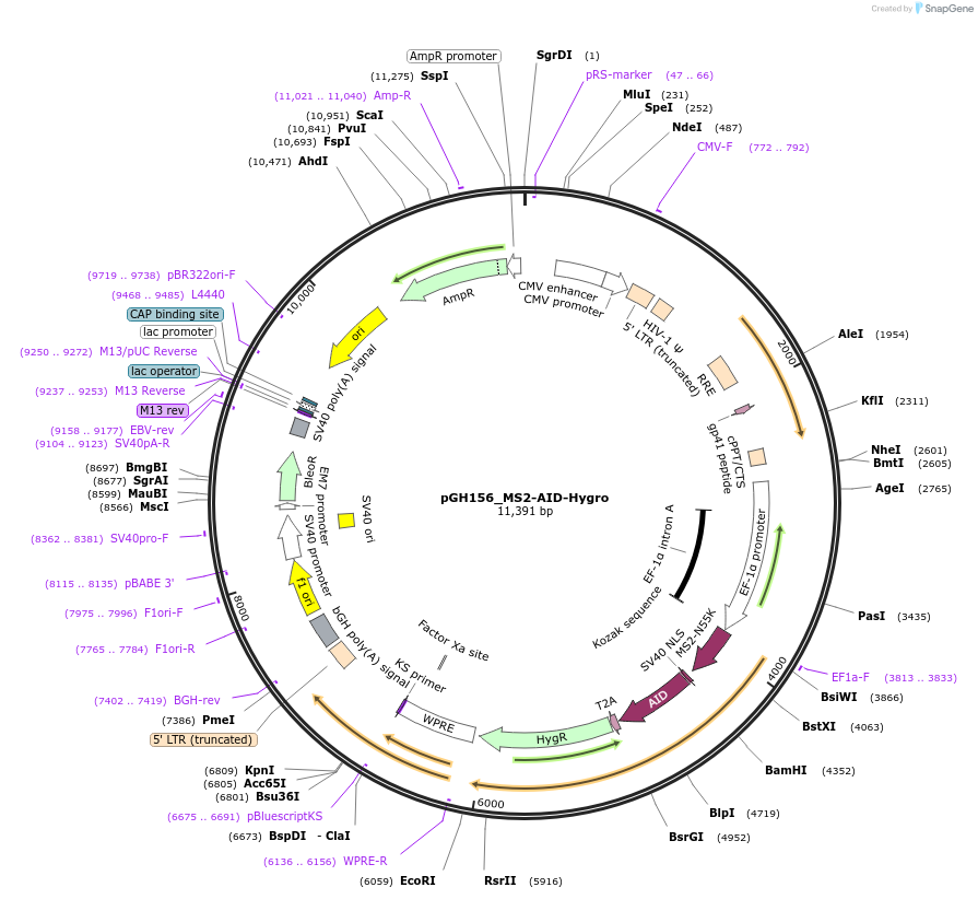 85415-plasmid-map-sequence-id-164927
