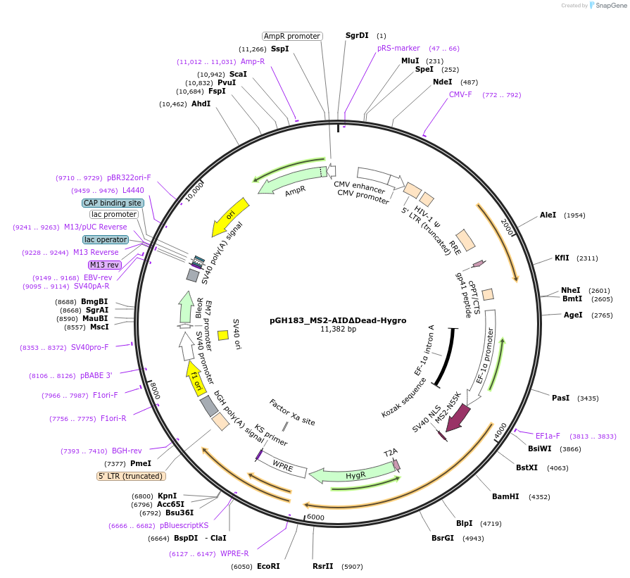 85414-plasmid-map-sequence-id-164928