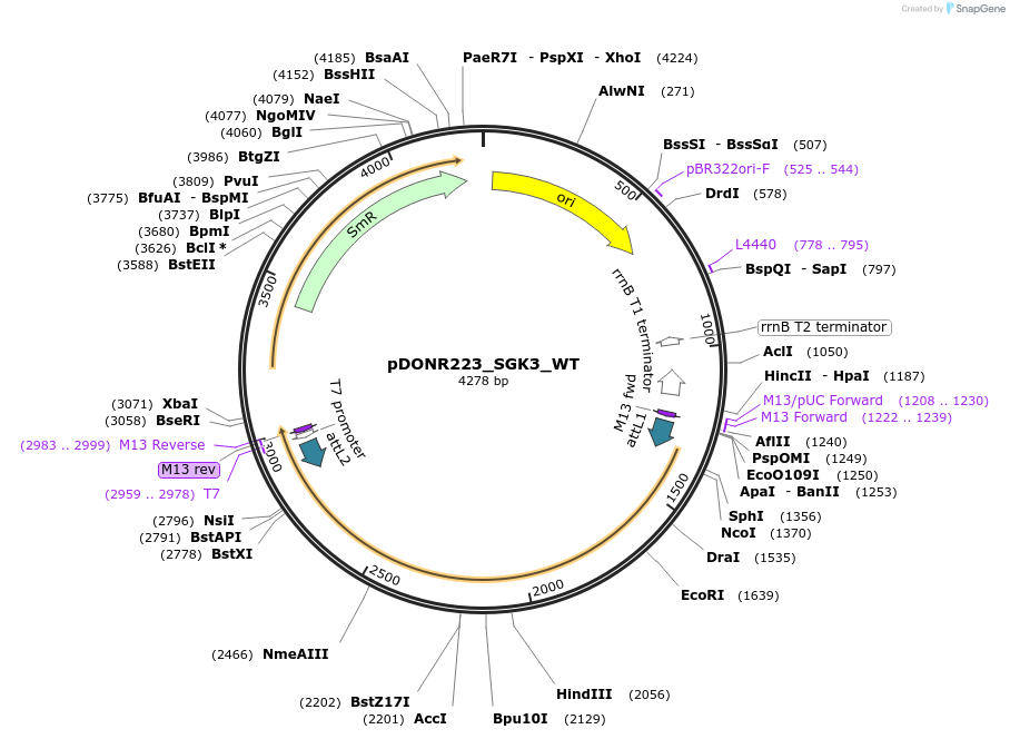82251-plasmid-map-sequence-id-165175