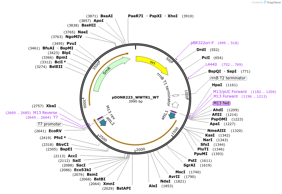 82253-plasmid-map-sequence-id-165180