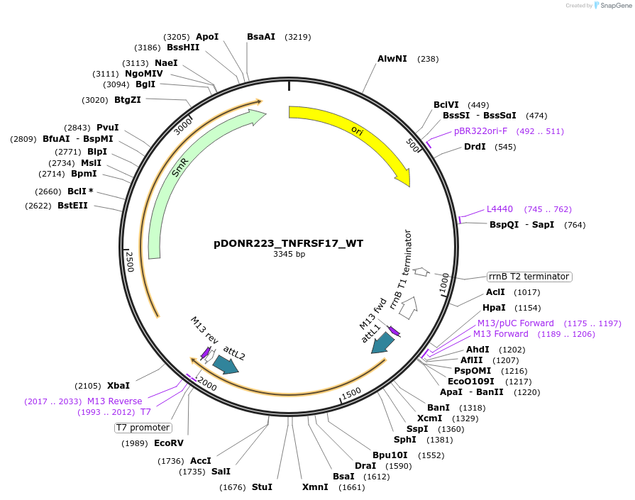 82263-plasmid-map-sequence-id-165233