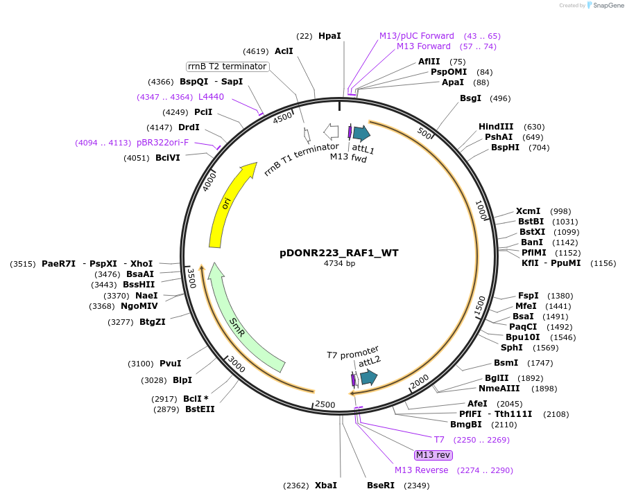 82317-plasmid-map-sequence-id-165278