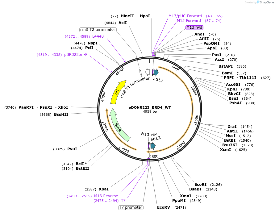 82323-plasmid-map-sequence-id-165294