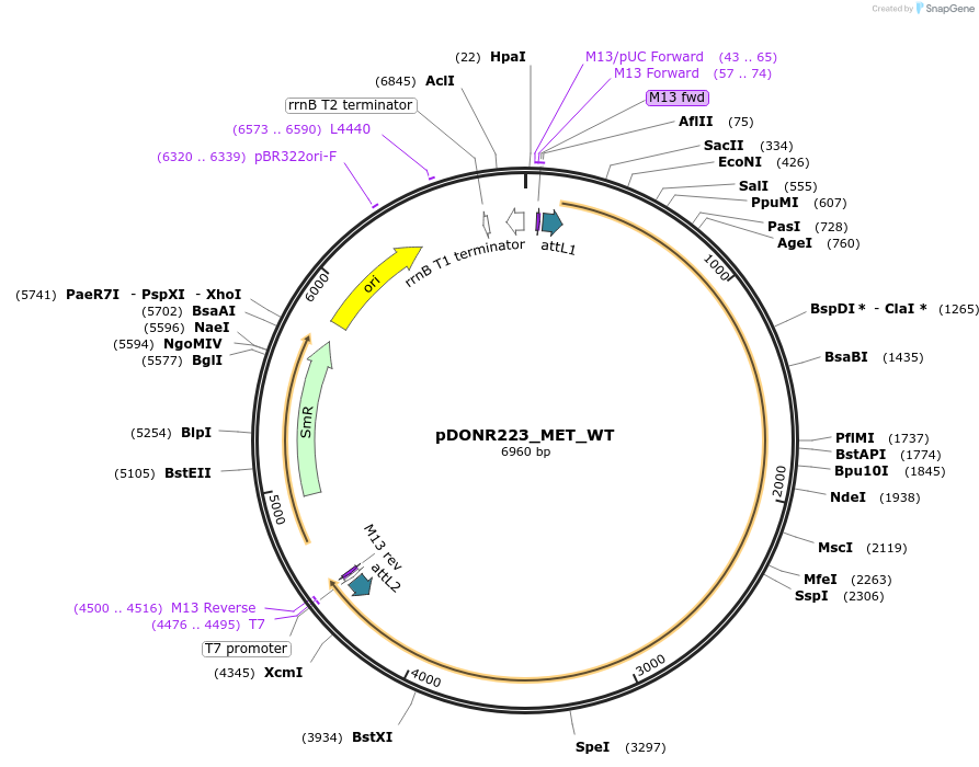 82307-plasmid-map-sequence-id-165308