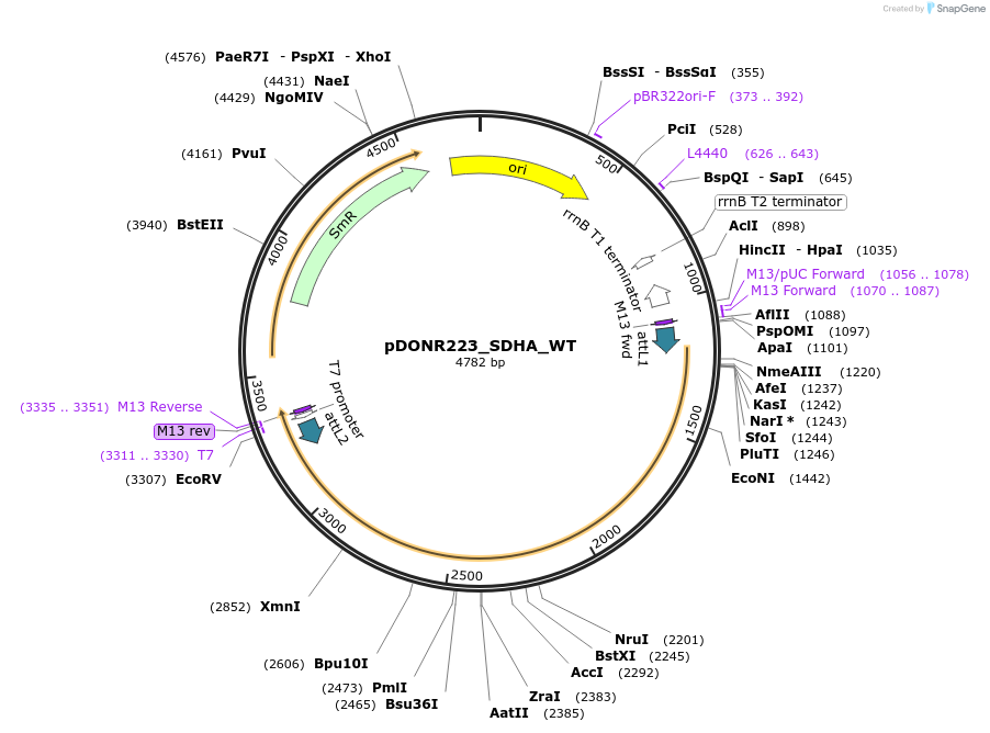 82278-plasmid-map-sequence-id-165311