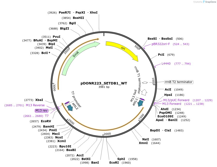 82291-plasmid-map-sequence-id-165363
