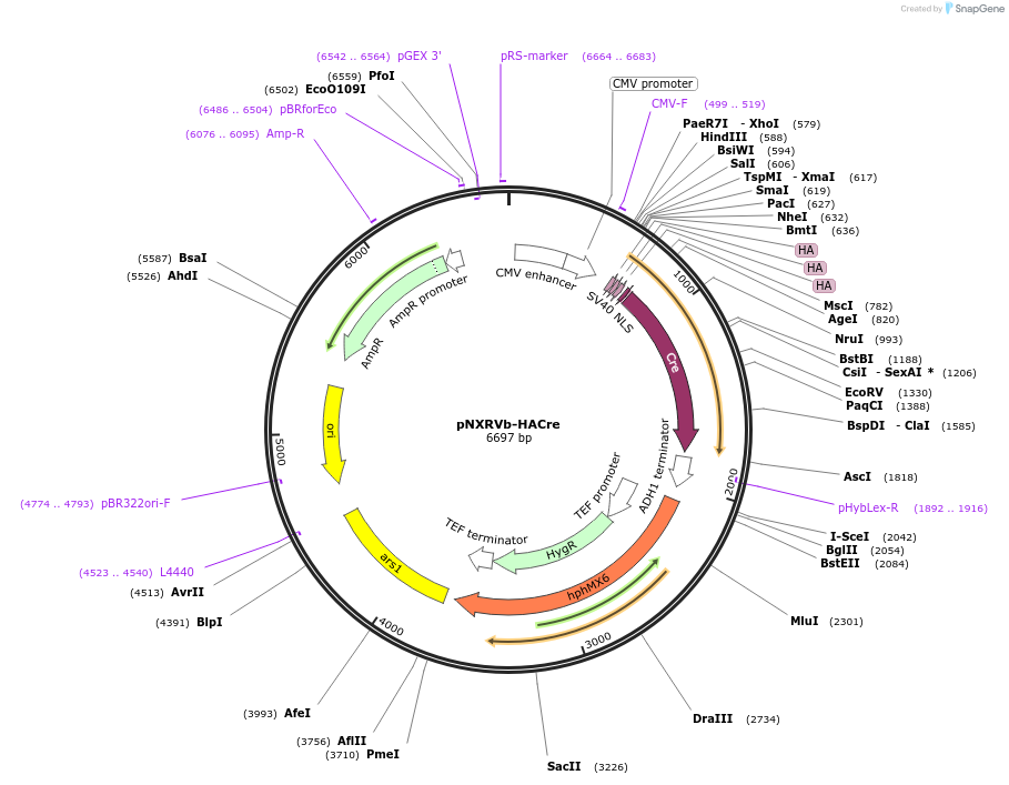 78401-plasmid-map-sequence-id-165380