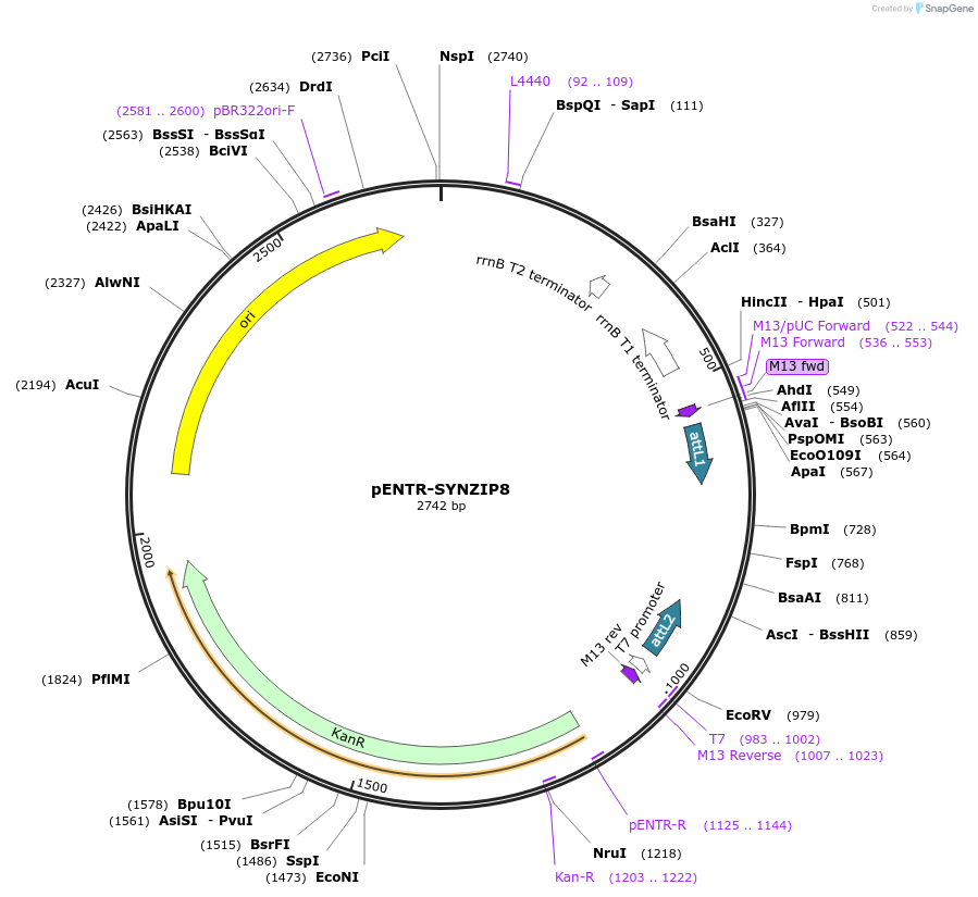 80664-plasmid-map-sequence-id-165539