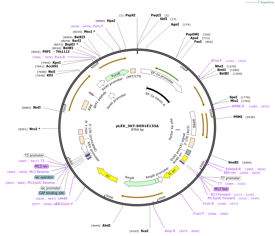 83445-plasmid-map-sequence-id-165677