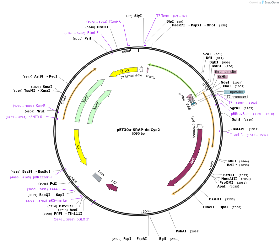 84568-plasmid-map-sequence-id-165731
