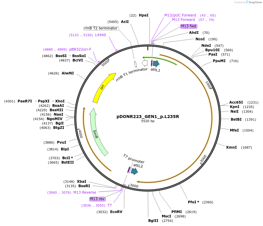 81541-plasmid-map-sequence-id-165733