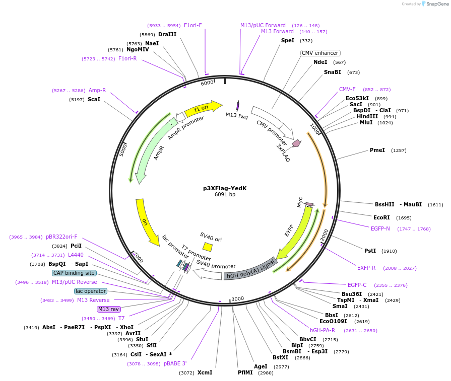 84567-plasmid-map-sequence-id-165735