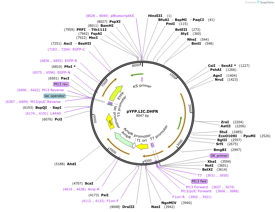 83114-plasmid-map-sequence-id-165796