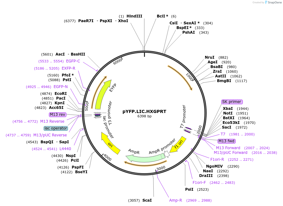 83128-plasmid-map-sequence-id-165802
