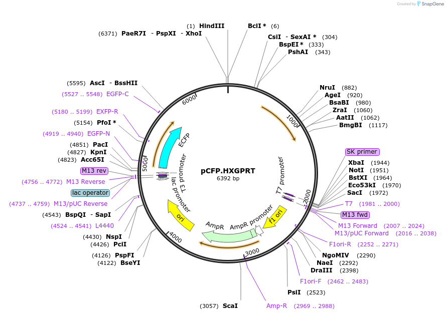 83366-plasmid-map-sequence-id-165803