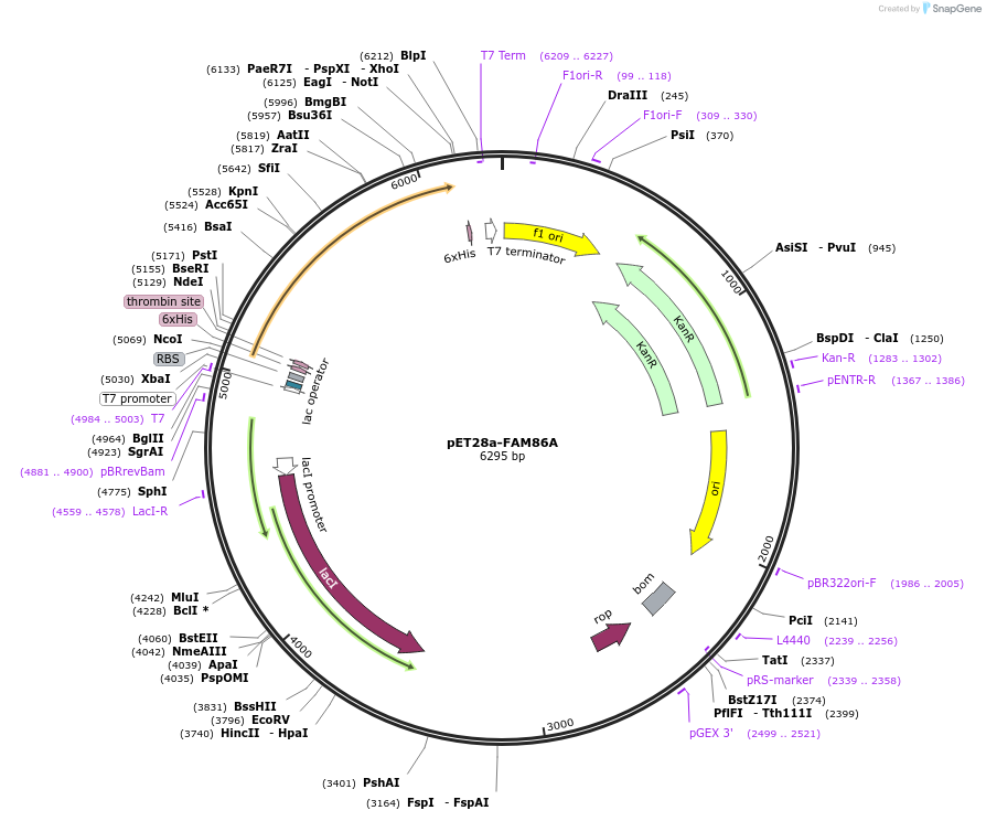 85117-plasmid-map-sequence-id-165888