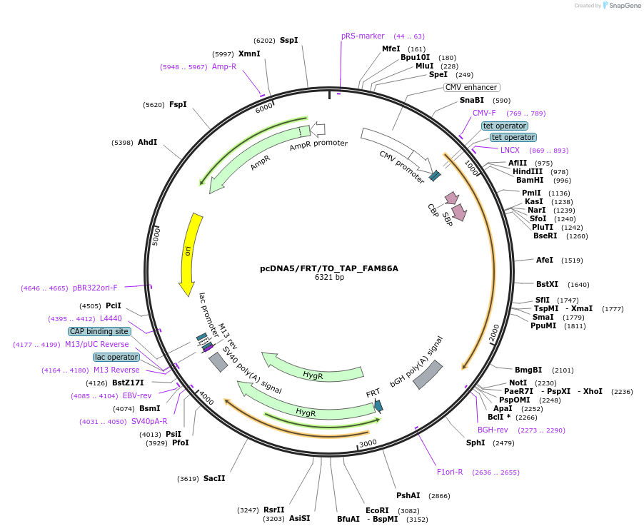 85116-plasmid-map-sequence-id-165895