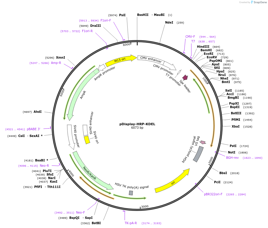 85582-plasmid-map-sequence-id-165896