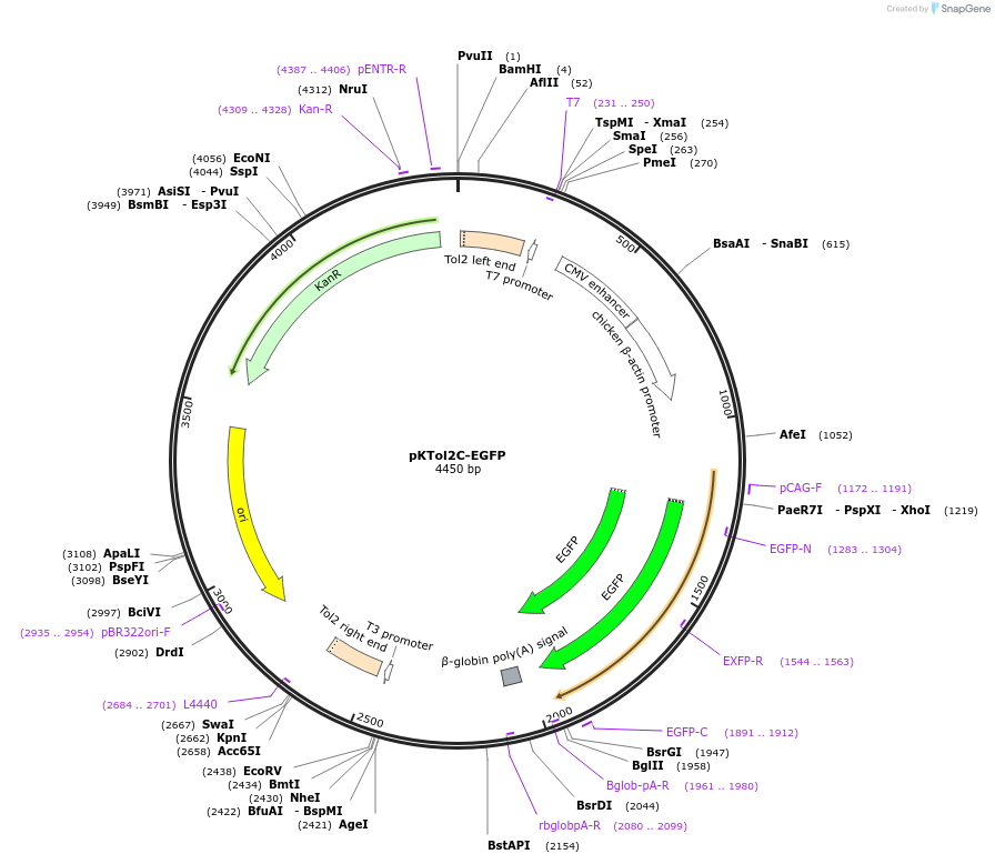 85598-plasmid-map-sequence-id-165953