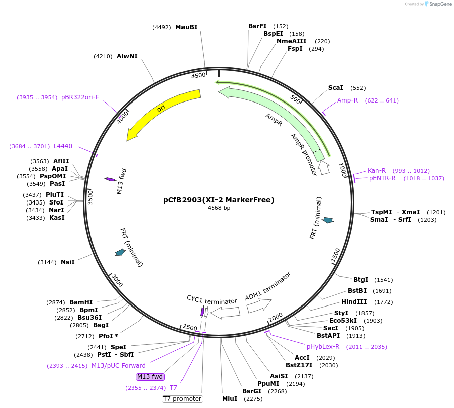 73275-plasmid-map-sequence-id-165988