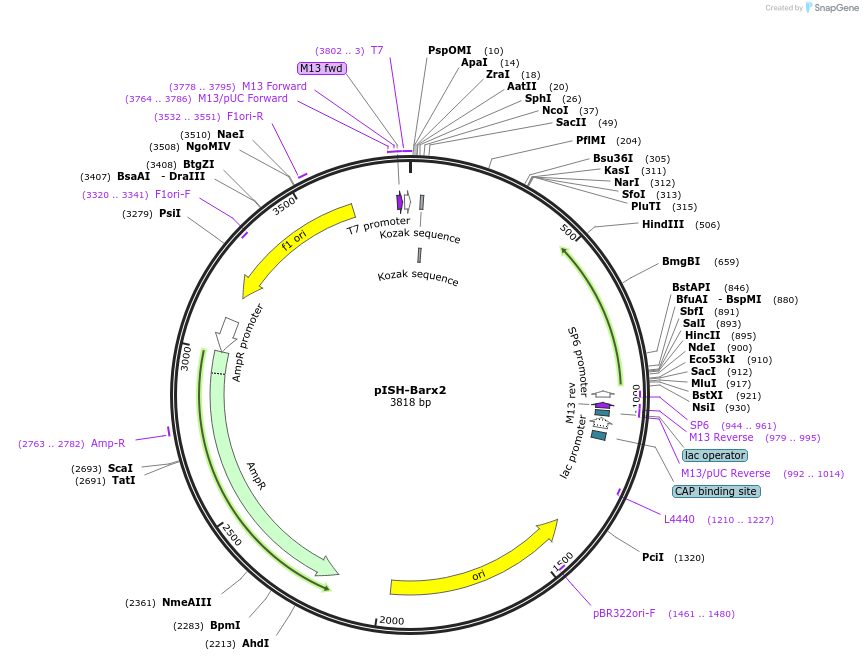 84307-plasmid-map-sequence-id-166091