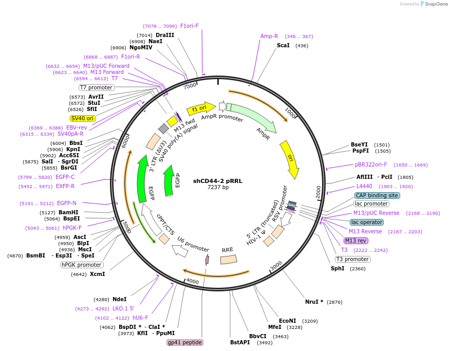 19123-plasmid-map-sequence-id-166131