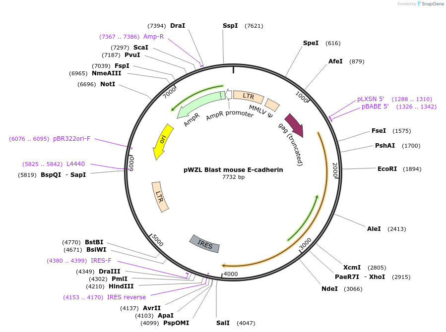 18804-plasmid-map-sequence-id-166160