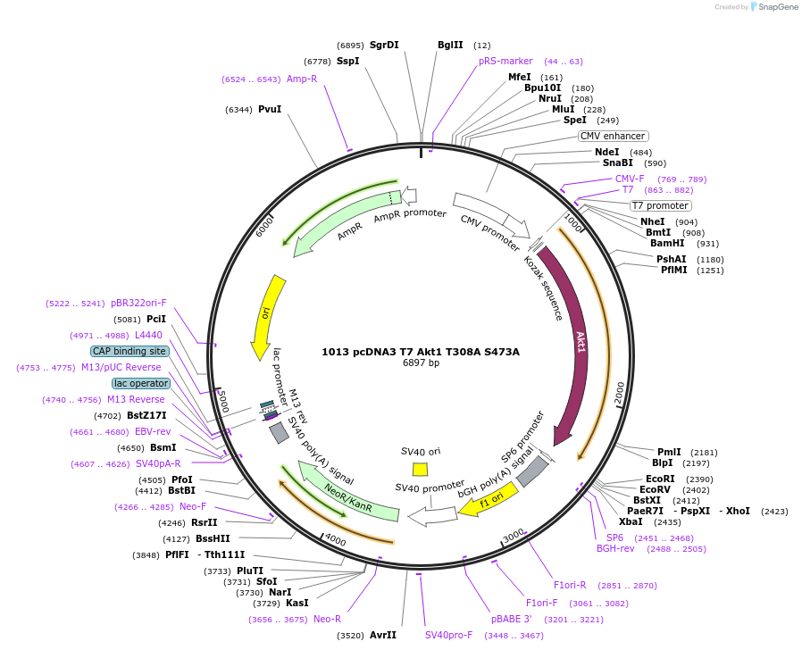 9030-plasmid-map-sequence-id-166162