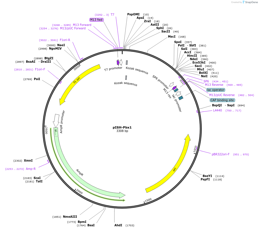 84317-plasmid-map-sequence-id-166176
