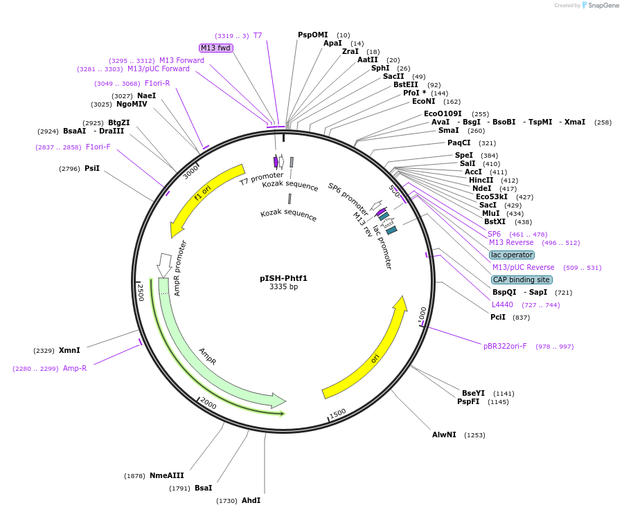 84318-plasmid-map-sequence-id-166179