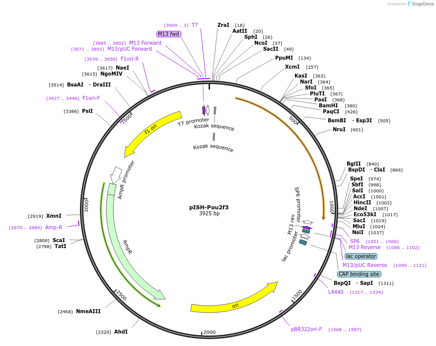 84321-plasmid-map-sequence-id-166192
