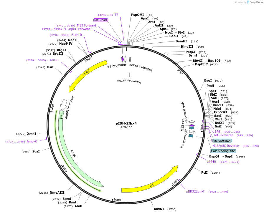 84324-plasmid-map-sequence-id-166208